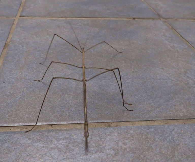 Walking Stick Insect