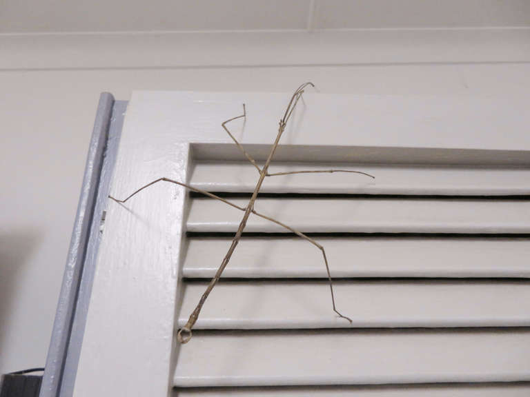 Stick Insect