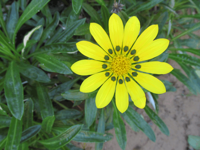 Yellow Green Gazania Flower