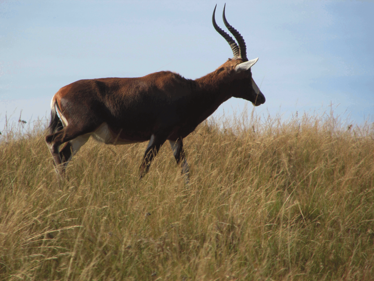 Animal Antelope Blesbok or Bontebok