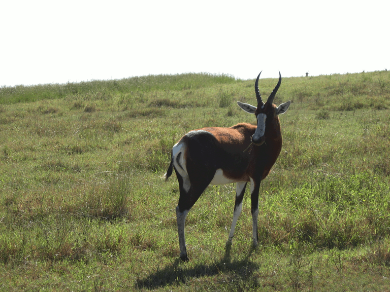 Animal - Bontebok