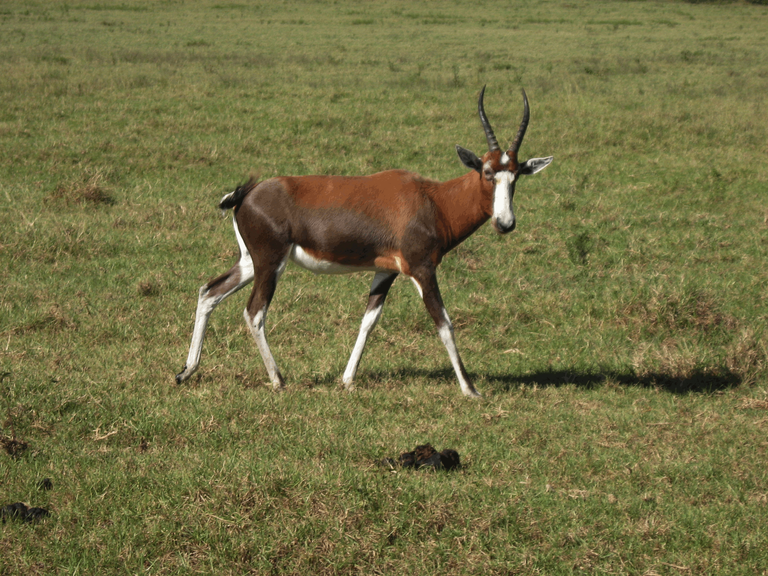 Animal Bontebok