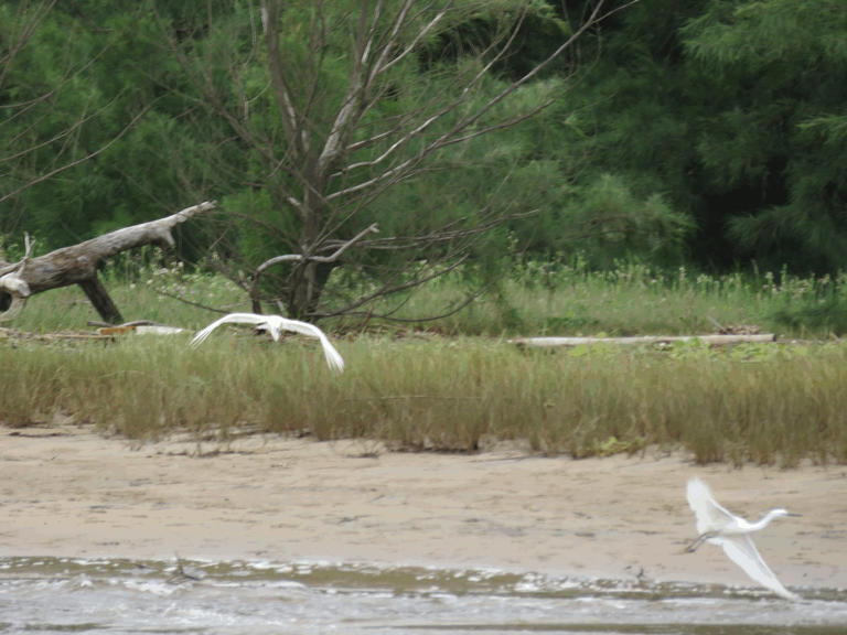 Giant egrets