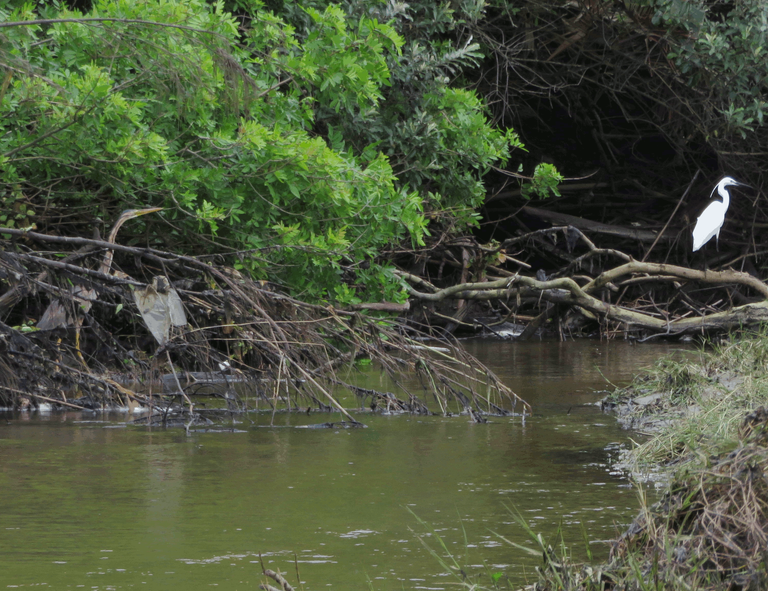 Goliath heron_Little egret