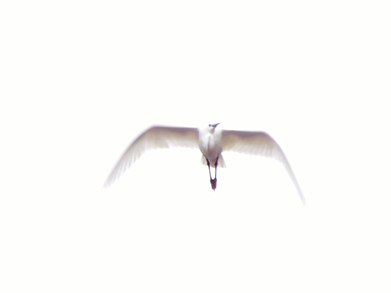 Great Egret in Flight