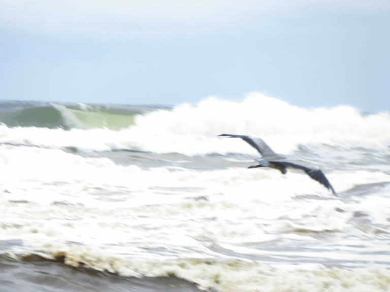 Grey heron