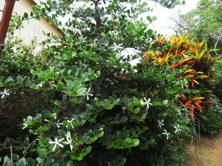 Natal Plum Tree