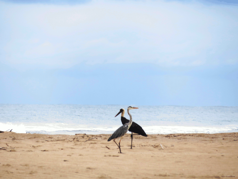 Woolley-necked stork_Grey heron