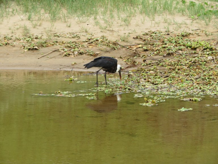 Woolley-necked stork