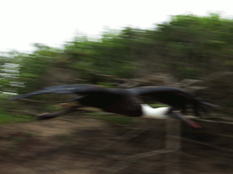 Woolly-necked stork