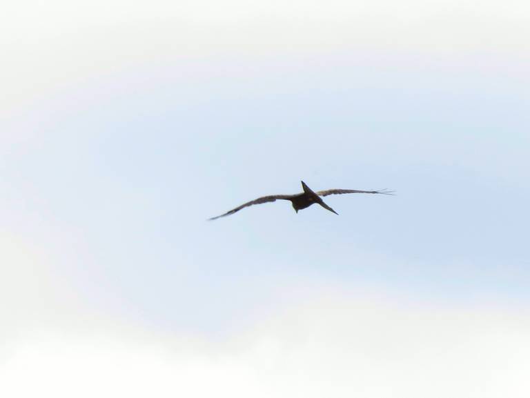 Yellow-billed Kite