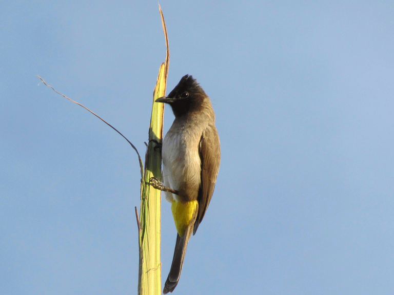 Dark-capped bulbul