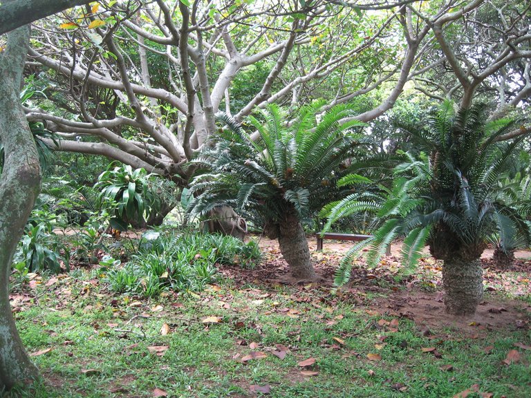 Cycad Trees