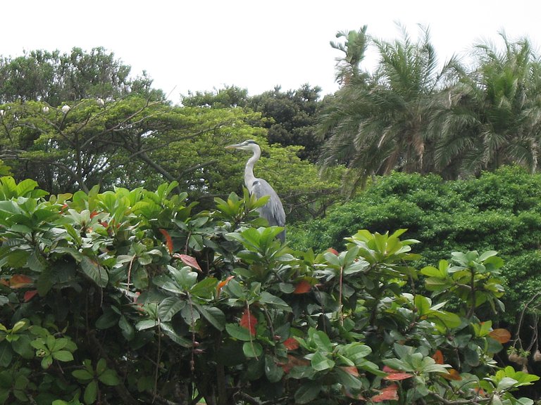 Lookout Tree