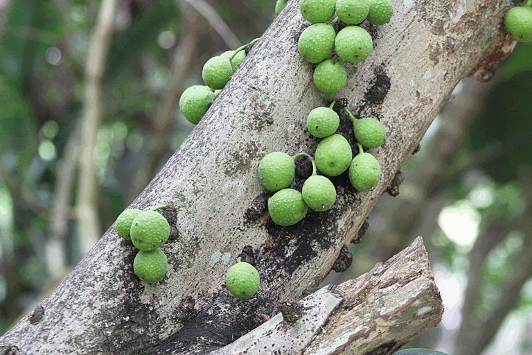 Jaboticaba Tree