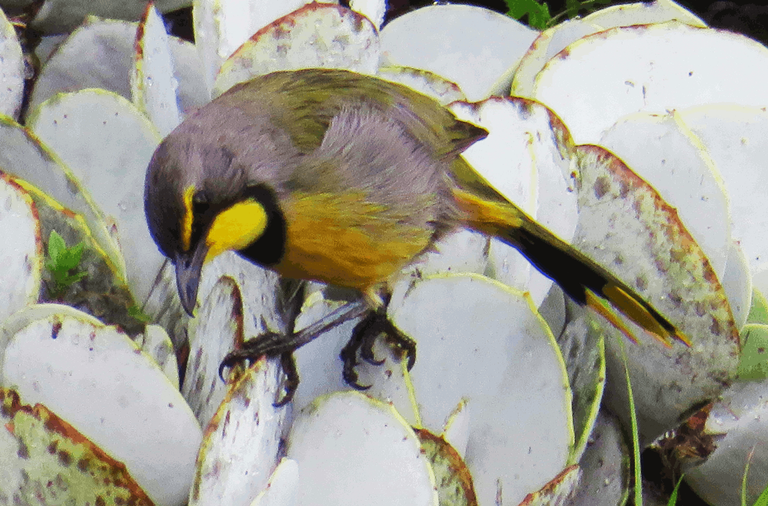 Bokmakierie bushshrike