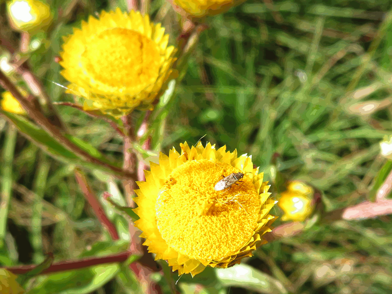 Helichrysum cooperi