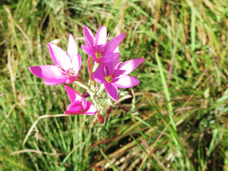 Hesperantha baurii