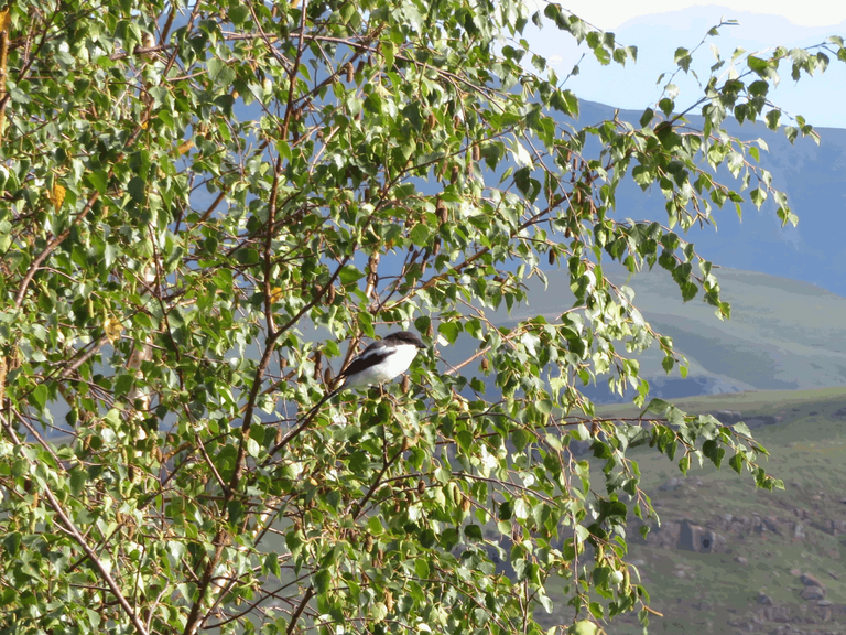 Jacky Hanger Bird