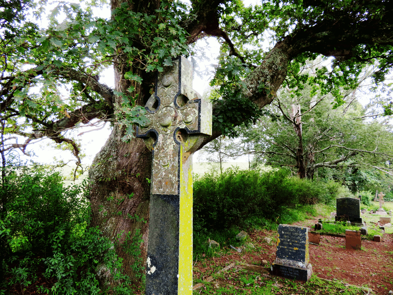 Headstone_Oak Tree