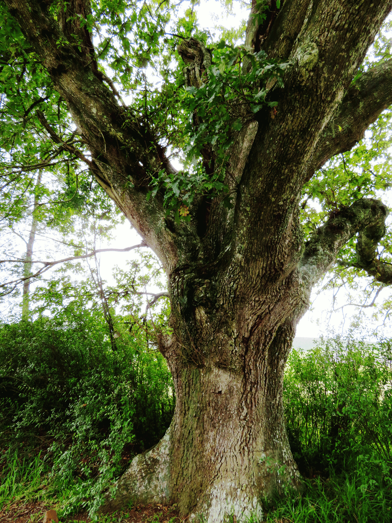 Oak Tree