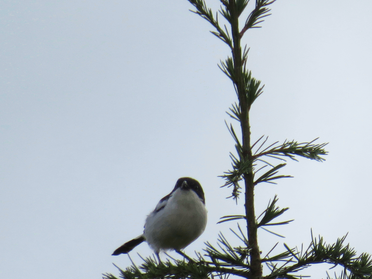 Fiscal Shrike