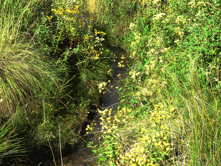 Veld and Vlei