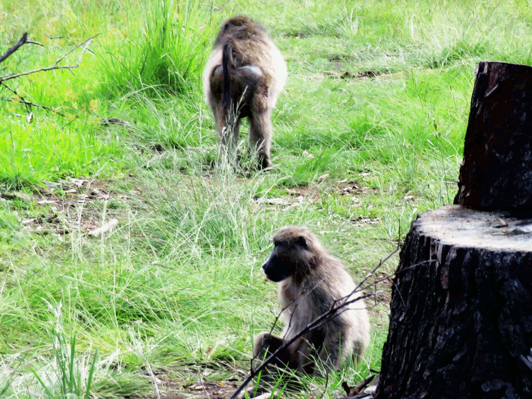 Baboons