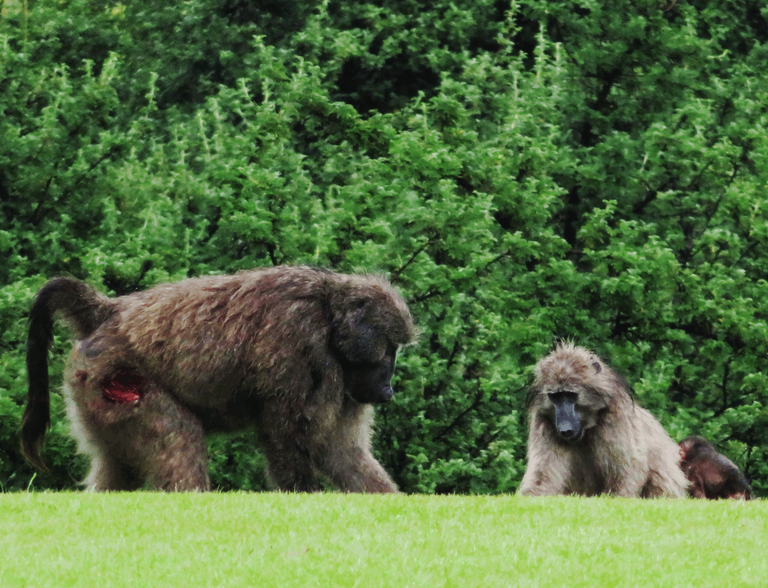 Baboons Fairways Southern Drakensberg