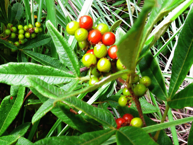 Berries