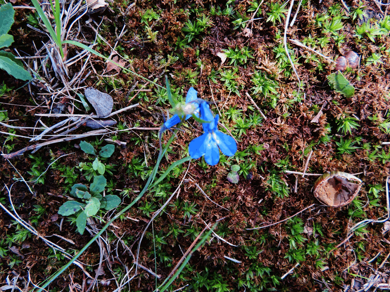 Butterfly lobelia Flower