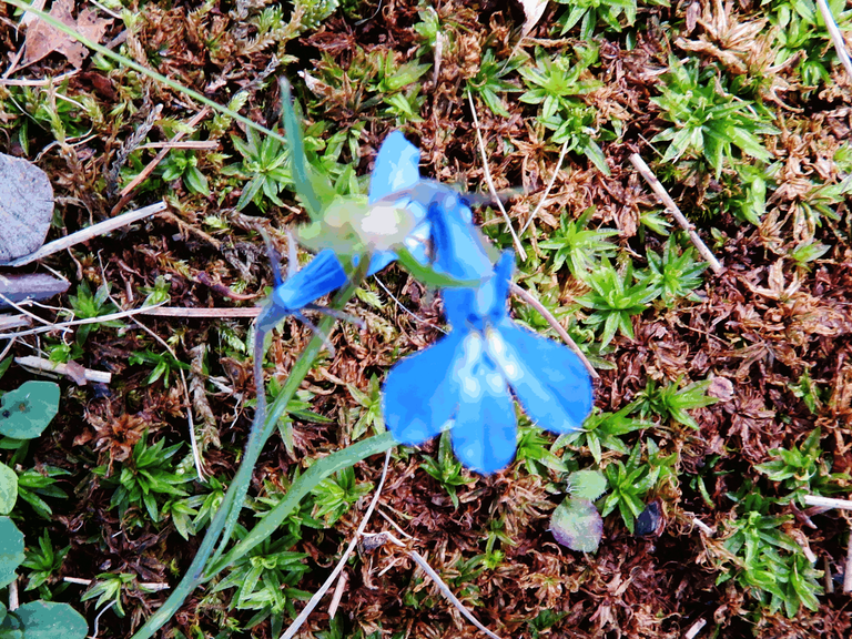 Butterfly lobelia closeup