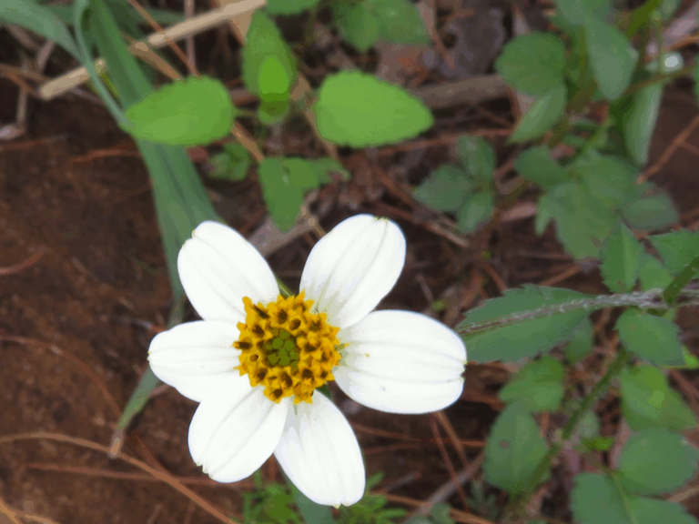 Kerriebos sutera floribunda