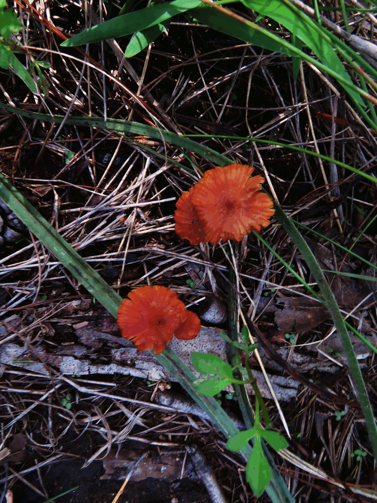 Orange Mushroom - Hycrocybe miniata