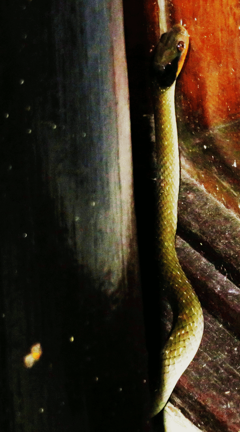 Red-lipped herald snake