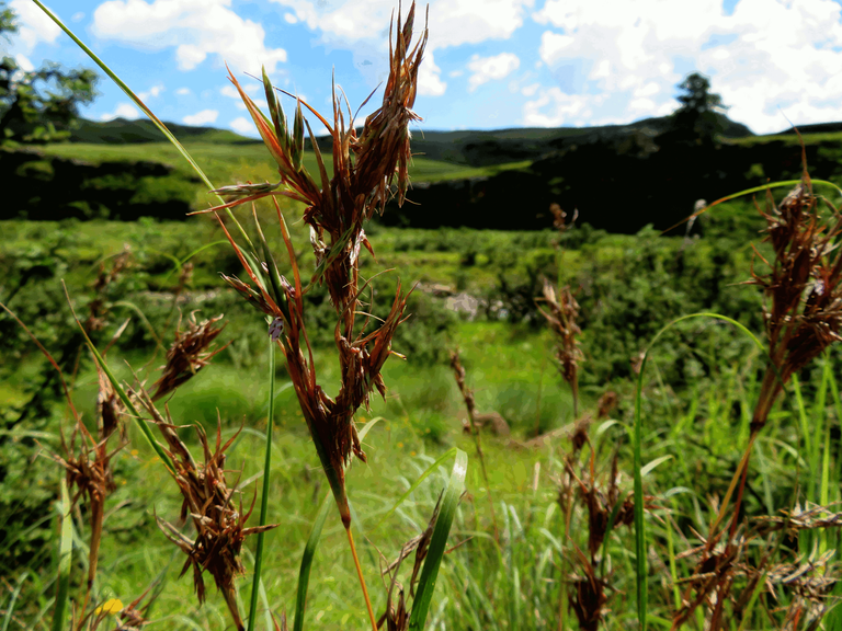 Red Oat Grass - Themeda triandra