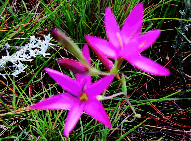 Red star Flower