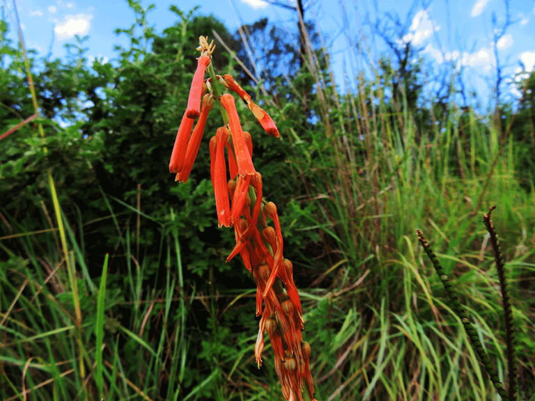 Slender poker - Kniphofia laxiflora