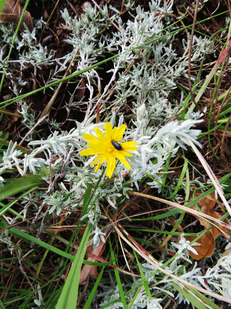 Flower and Beetle