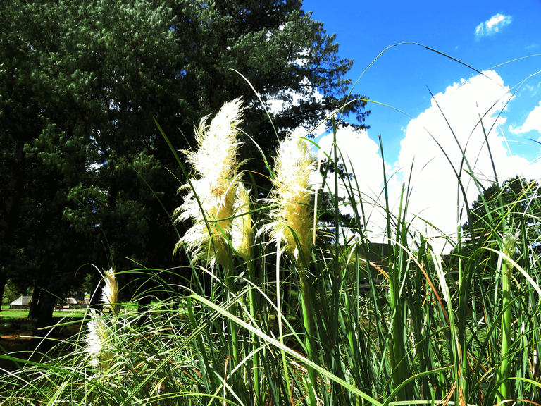 Split leaf sheath - Phragmites australis Drakesberg