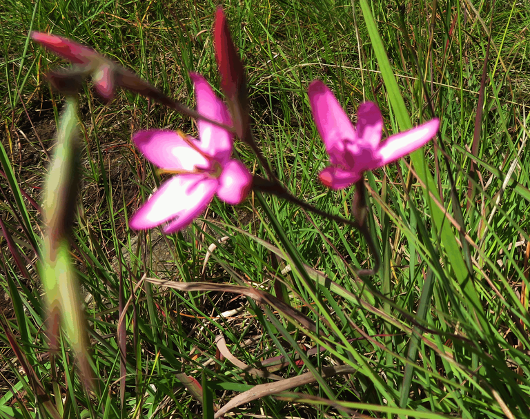 Watsonia densiflora