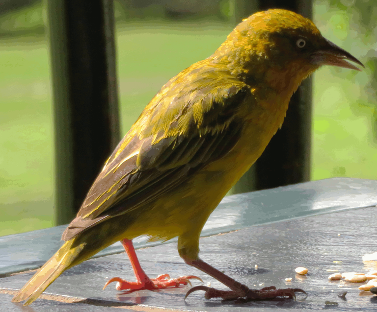 Weaver bird