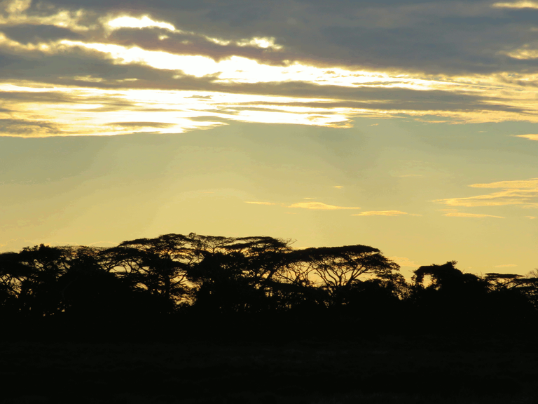 African sunset - Acacia Trees