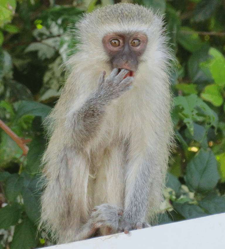 3989-Vervet Monkey