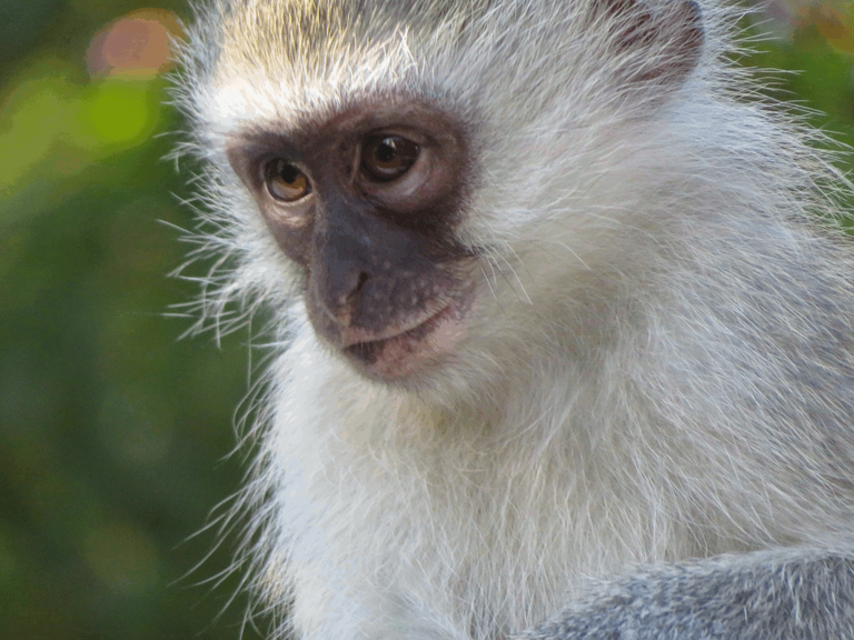 3996-Vervet Monkey