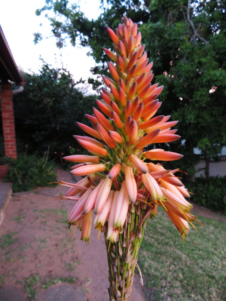 4006-Torch aloe