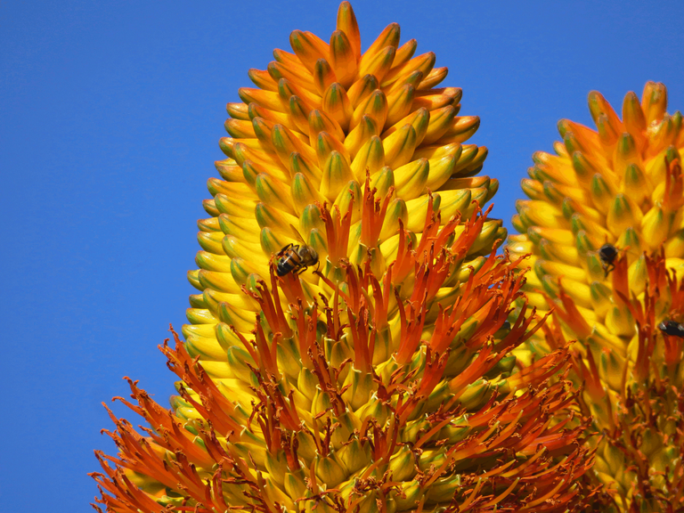4049-Aloe ferox and Bee