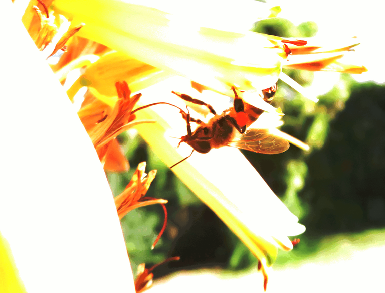 4102-Aloe arborescens and Bee