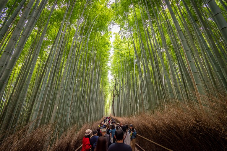 Arashiyama Bamboo Forest