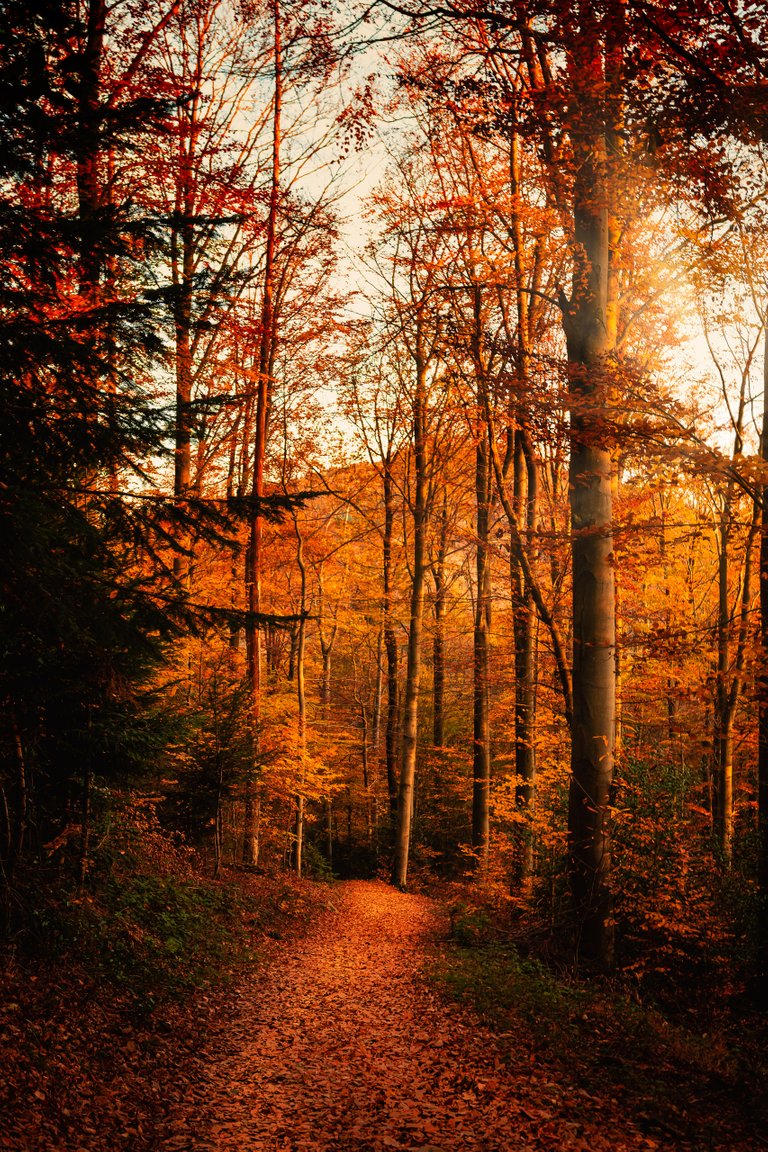 Black Forest in Autumn